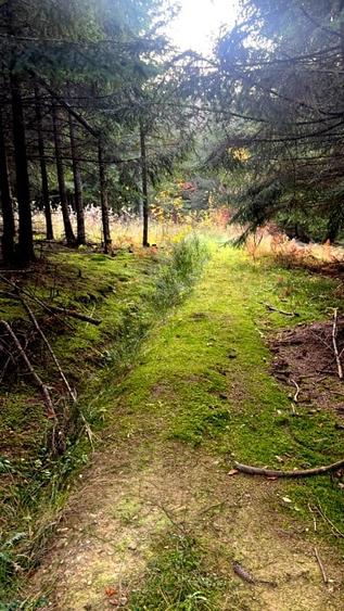 Vanzare 5,3 ha pasune deasupra Voronetului Suceava - Proiect Turistic - 19