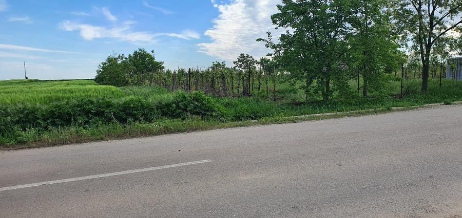 Teren intravilan 2300mp Sarulesti Sat Calarasi - 6