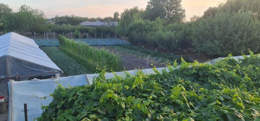 Casa + curte Chirnogi, jud.Calarasi - 7