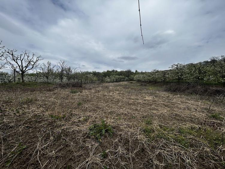 Teren intravilan 3600 mp Str. Lovinescu, Radaseni, toate utilitatile - 8