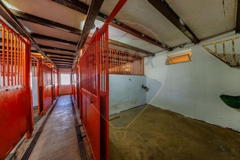 Ferma de cai andaluzi de vanzare - Zadareni - 16