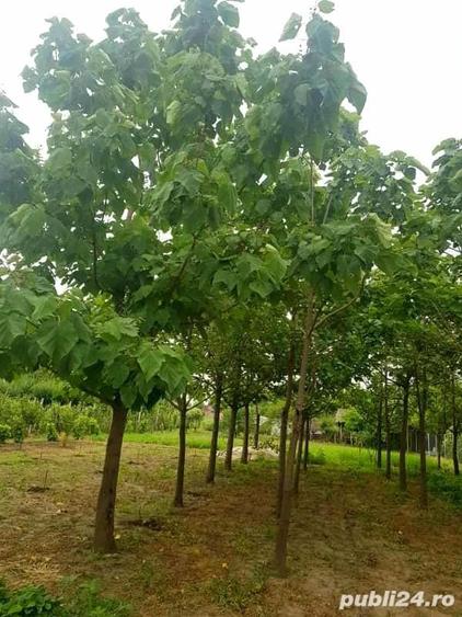 Vand casa cu teren 1550 mp - 4