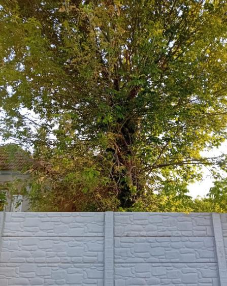 Casa P, 96 mp, teren 1948, Silistea Crucii - 4