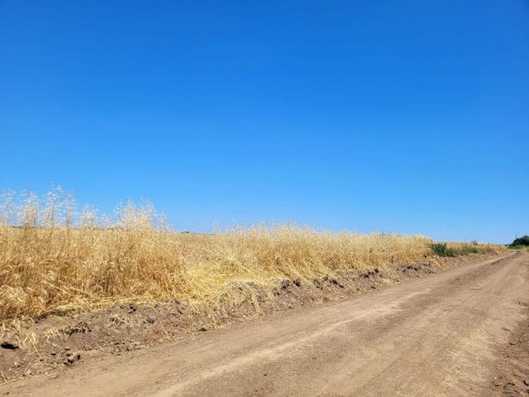 Teren arabil extravilan 5000 mp sat Teghes, comuna Domnești, Ilfov - 2