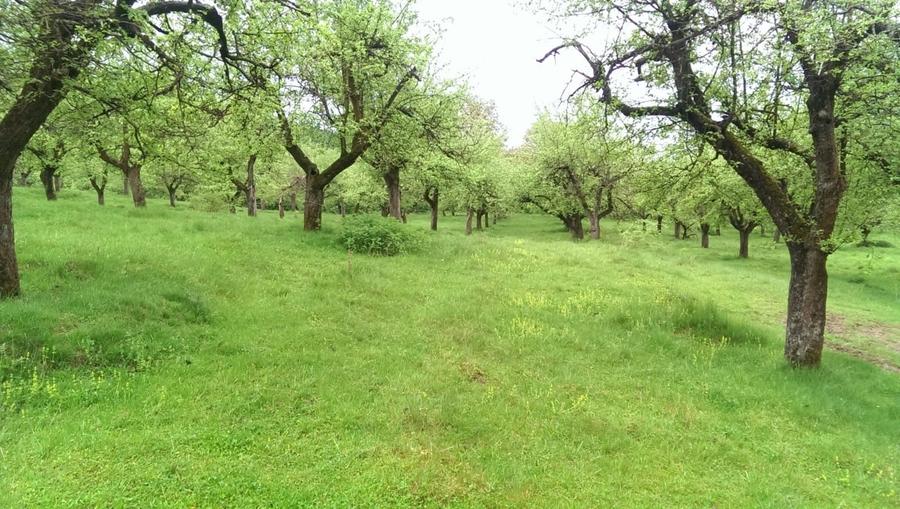 Vand Teren Livada 7.2 hectare - 5