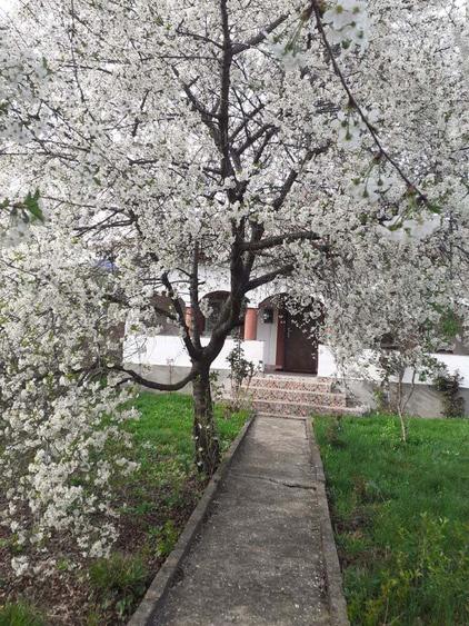 schimb sau vand casa in com.Runcu.sat BALTiSOARA. - 5
