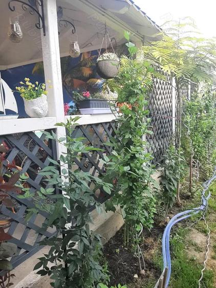 Casa de vanzare Sannicolau Mare - 1