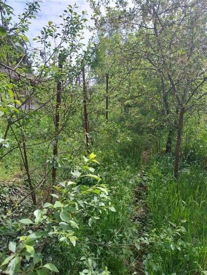 RECO Teren intravilan, Podgoria - 3