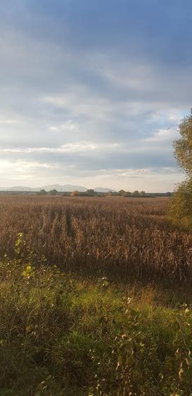 Vand urgent Teren DN Simeria -Hateg(Spate la Petrom) !!! - 3