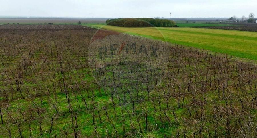 Ferma agro-industriala - 43 ha Adunatii Copaceni - 7