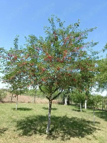 Casa de vanzare Radomire?ti Olt - 2