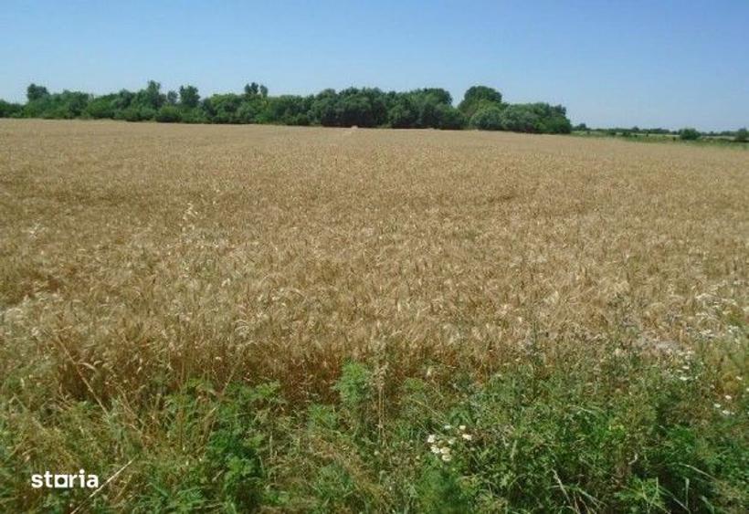 Teren extravilan cota parte 1/6 Domnesti ; ID: R2928832 - 7