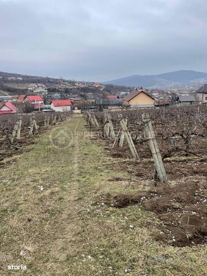 Teren intravilan 2.617mp, Chicerea, comuna Tomesti - 2