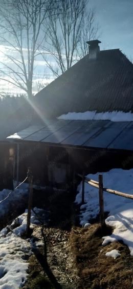 Vand casa batraneasca locuibila, in zona de munte, Apuseni&Teren Pret:3euro m 6400m, com. Scarisoara - 10