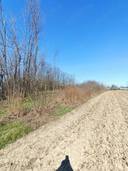 Teren de 1493 mp, în Șerbănești (Rociu)