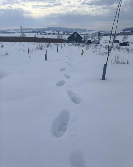 Teren in Salistea Noua - Com Baciu 2458mp - 7