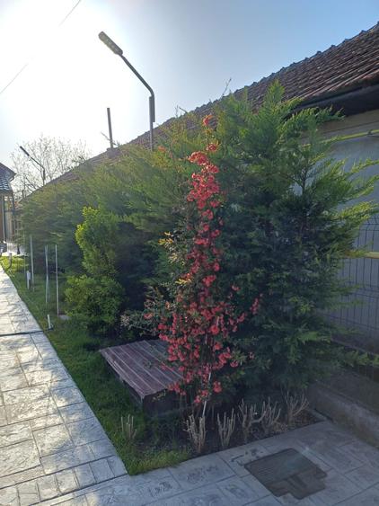 Casa de vinzare Zimnicea Teleorman - 8