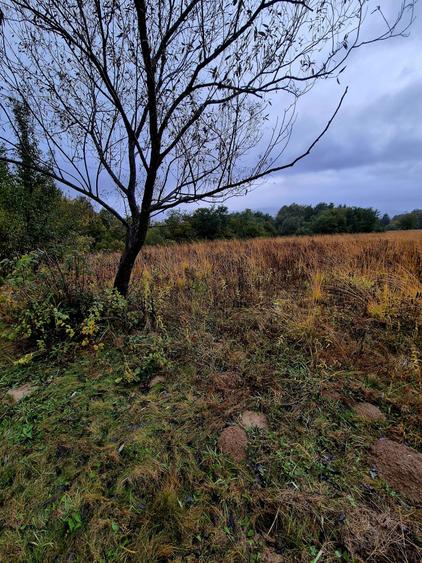 Comision 0%, teren extravilan 12497 mp Sinca Noua - 10