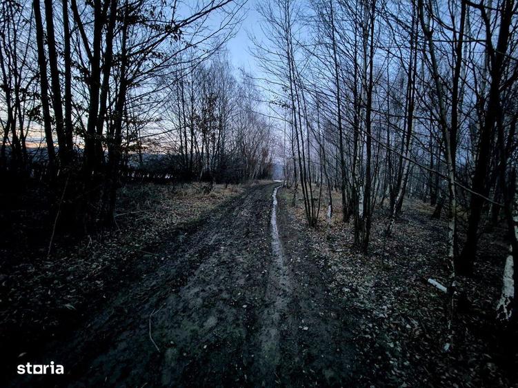 Teren 5000 mp extravilan Sinca Noua - 7