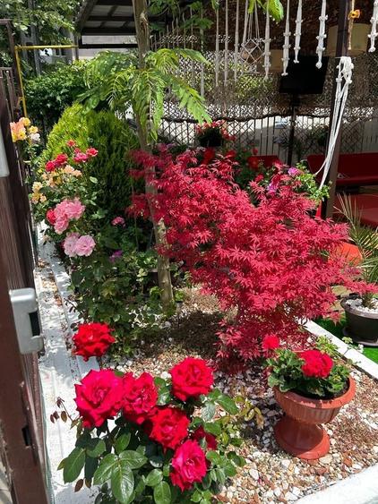 Ultracentral Pensiune Costinesti 19 Camere - 2