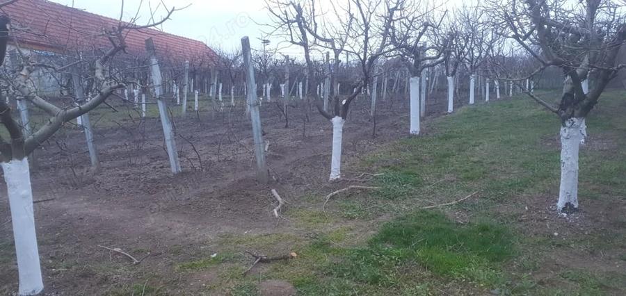Teren de 966 mp, în Păuca