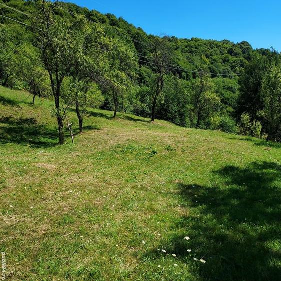 Teren de 3800 mp, în Arefu