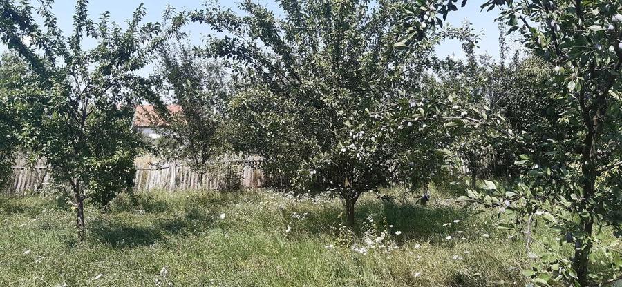 Teren de 1769 mp, în Central