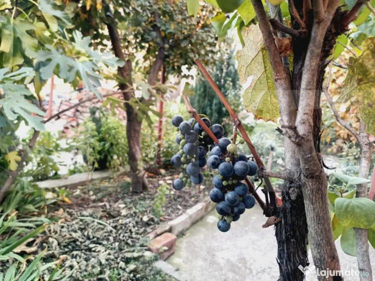 Apartament cu 3 camere, 114 mp, zona Iosefin - 7