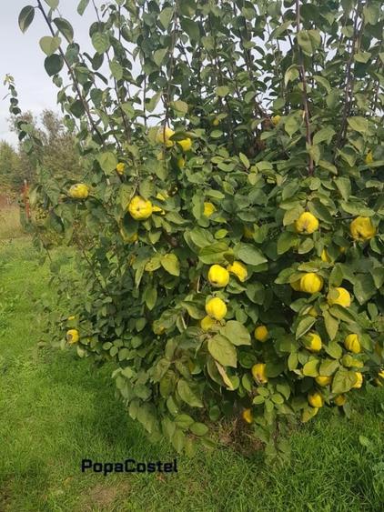 Petresti - Corbeanca 4648 mp intravilan desch. 33 m, utilitati, acces asfaltat - 7