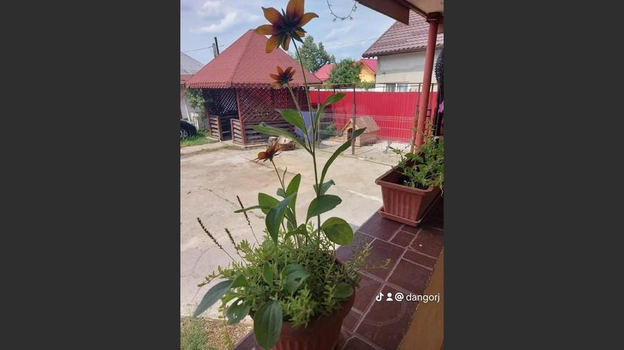 Proprietate cu doua imobile, com Dragutesti. Comision 0% - 17