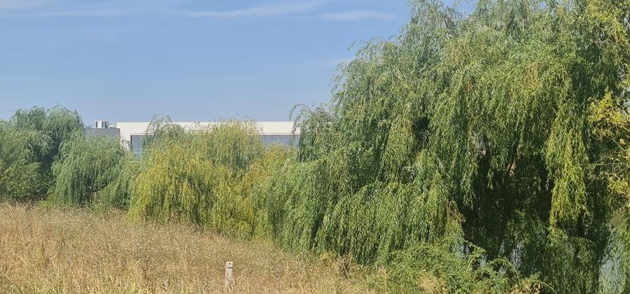 Teren Corbeanca Tamasi vsv de Paradisul verde 16000 mp deschidere lac - 6