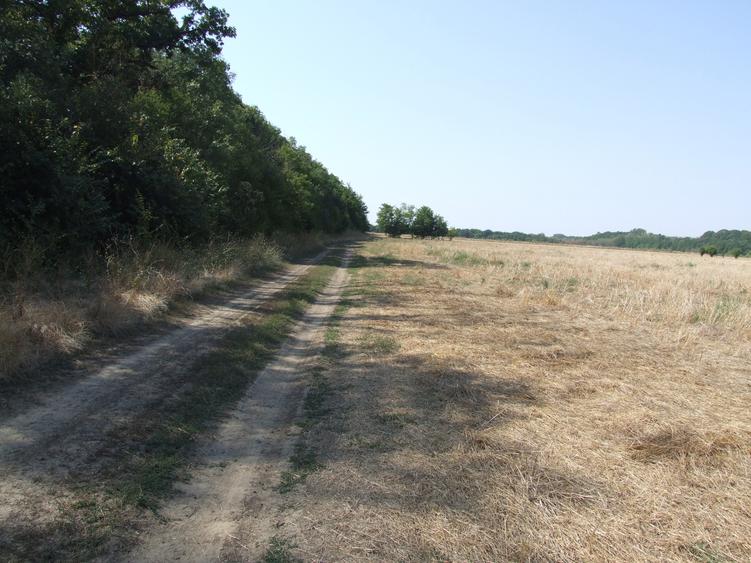 Clinceni-Ordoreanu-padure loturi  733mp - 7