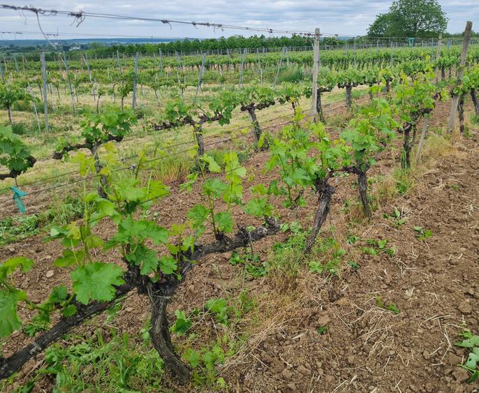 Teren vite de vie - 1