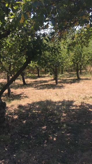 Vand 2248 mp (teren intravilan+ casa), Leu , jud Dolj livada pomi - 3