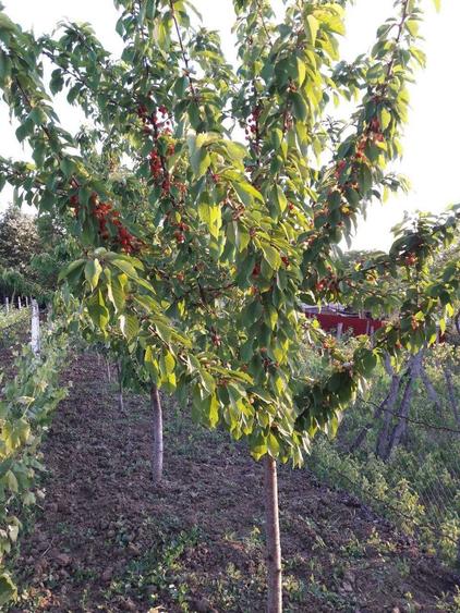Vanzare teren intravilan (sat Maldaresti, comuna Dealu Morii, jud. Bacau) - 7