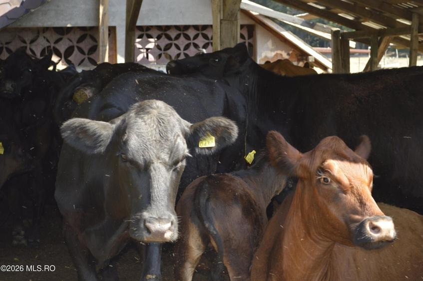 Bogati - Glimbocel, Ferma Zootehnica, Cladiri 1996 mp, Teren 4.89 ha - 33