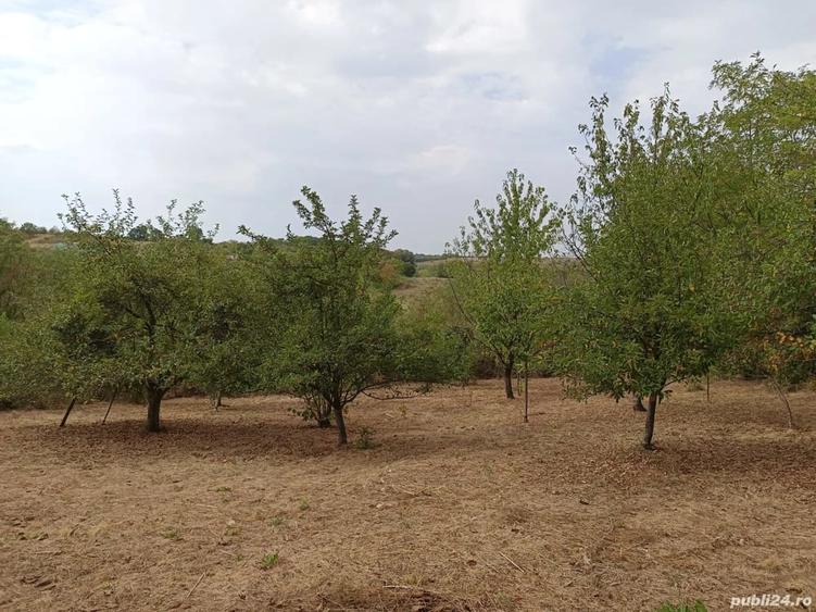 Teren de 1726 mp, în Tăut