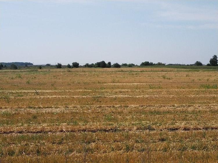 Teren Construcții intravilan de 1500 mp, în Moara Vlăsiei