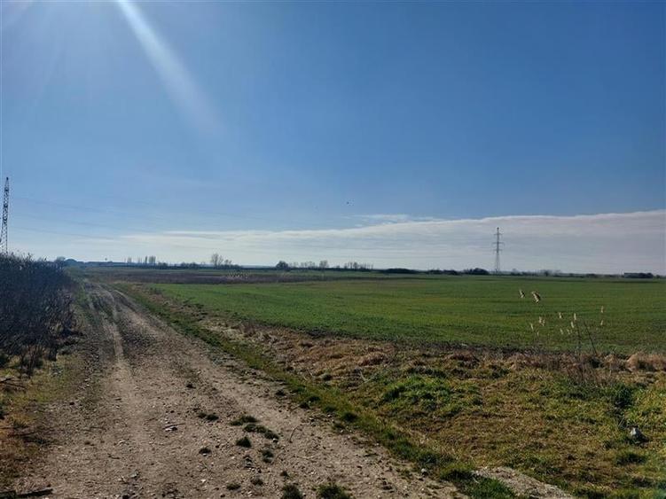 Teren agricol extravilan de 50000 mp, în Turnu