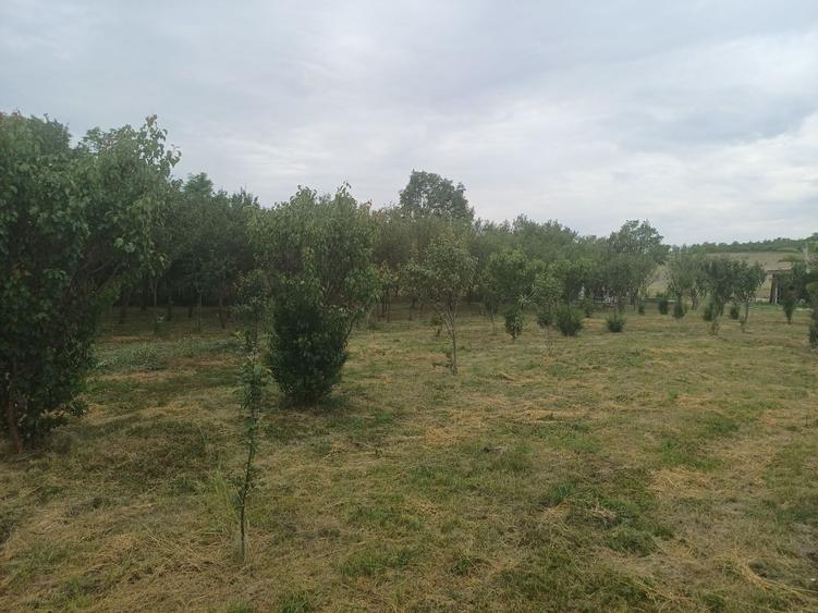 Teren de 1200 mp, în Borșa