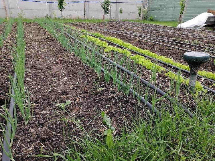 Casă cu Teren 700 Mp în Sânandrei