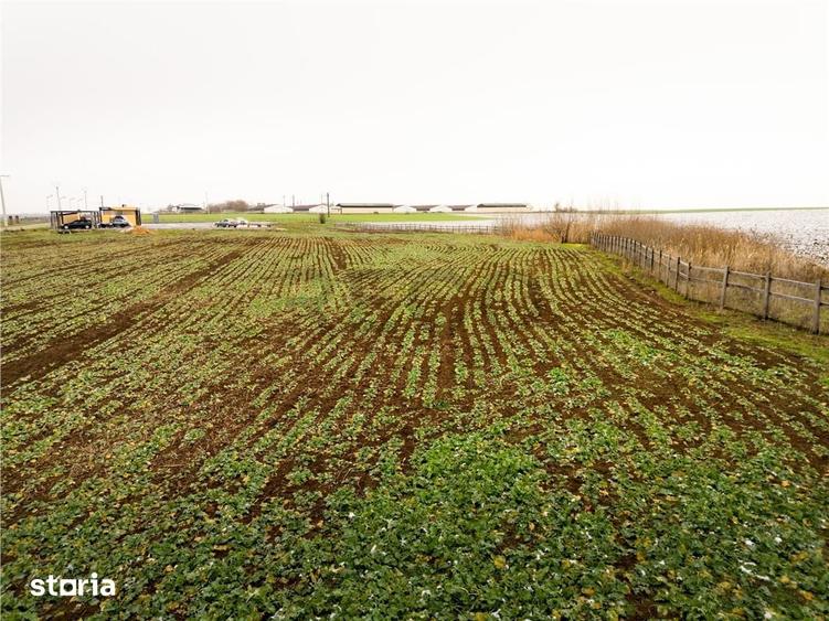 Teren de 5000 mp, în Sânnicolau Român