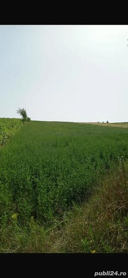 Teren de 5000 mp, în Copălău