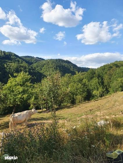 Teren de 10100 mp, în Bulz