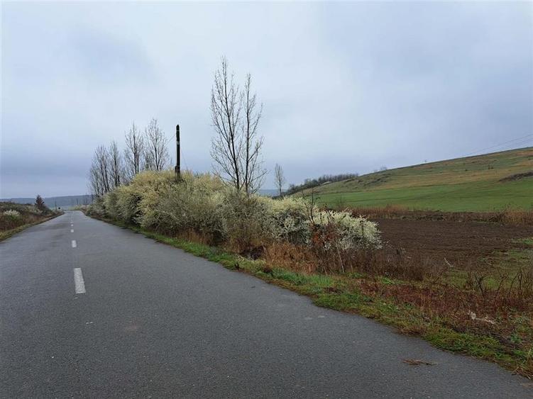 Teren intravilan de 10000 mp, în Viișoara