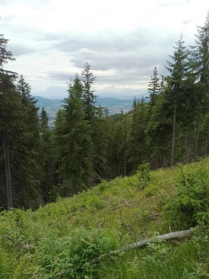 Teren de 25000 mp, în Central