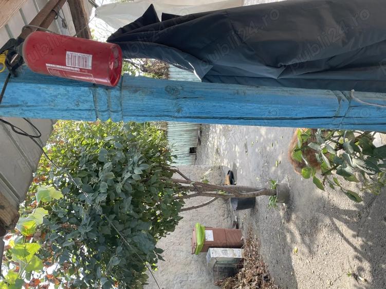 Casă cu 5 camere cu Teren 2820 Mp în Central