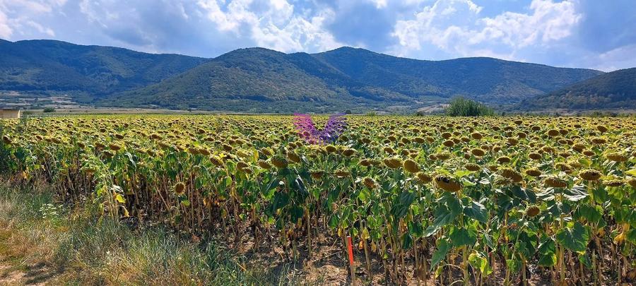 Teren agricol extravilan de 900 mp, în Poplaca