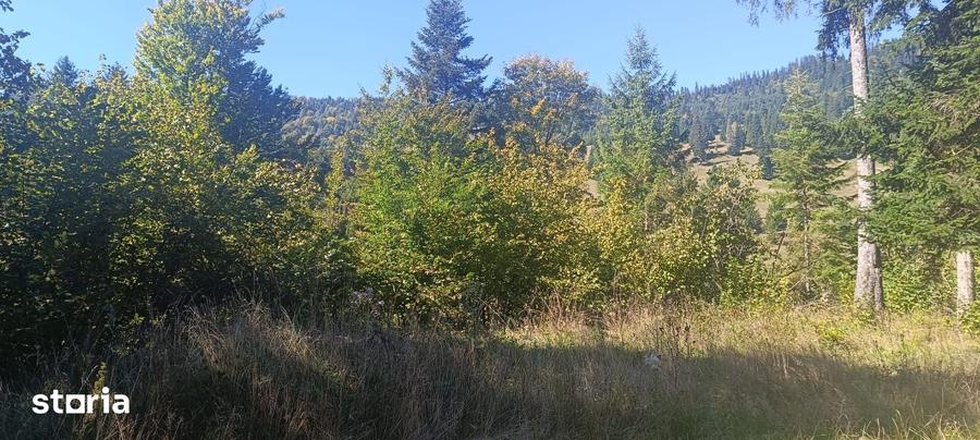 Teren de 5000 mp, în Ceahlău