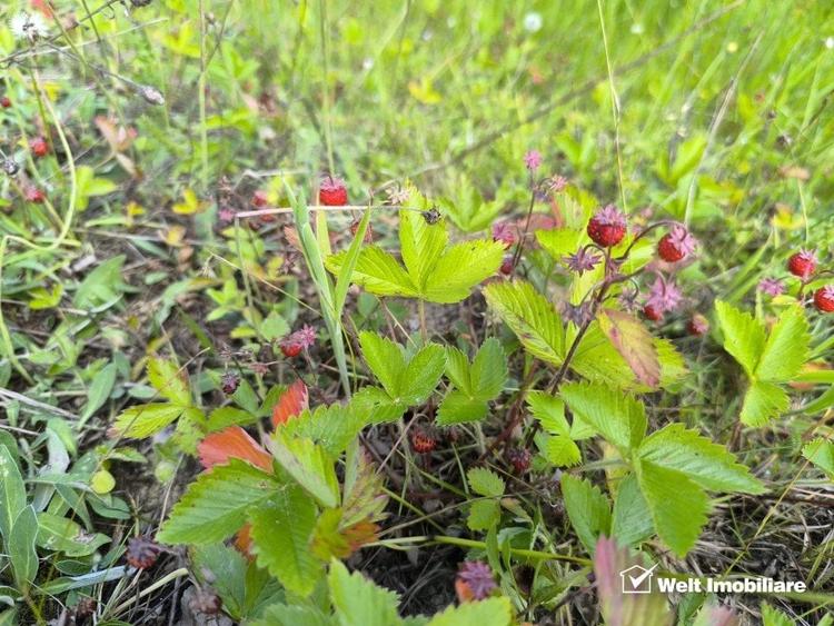 Teren agricol extravilan de 1423 mp, în Huta